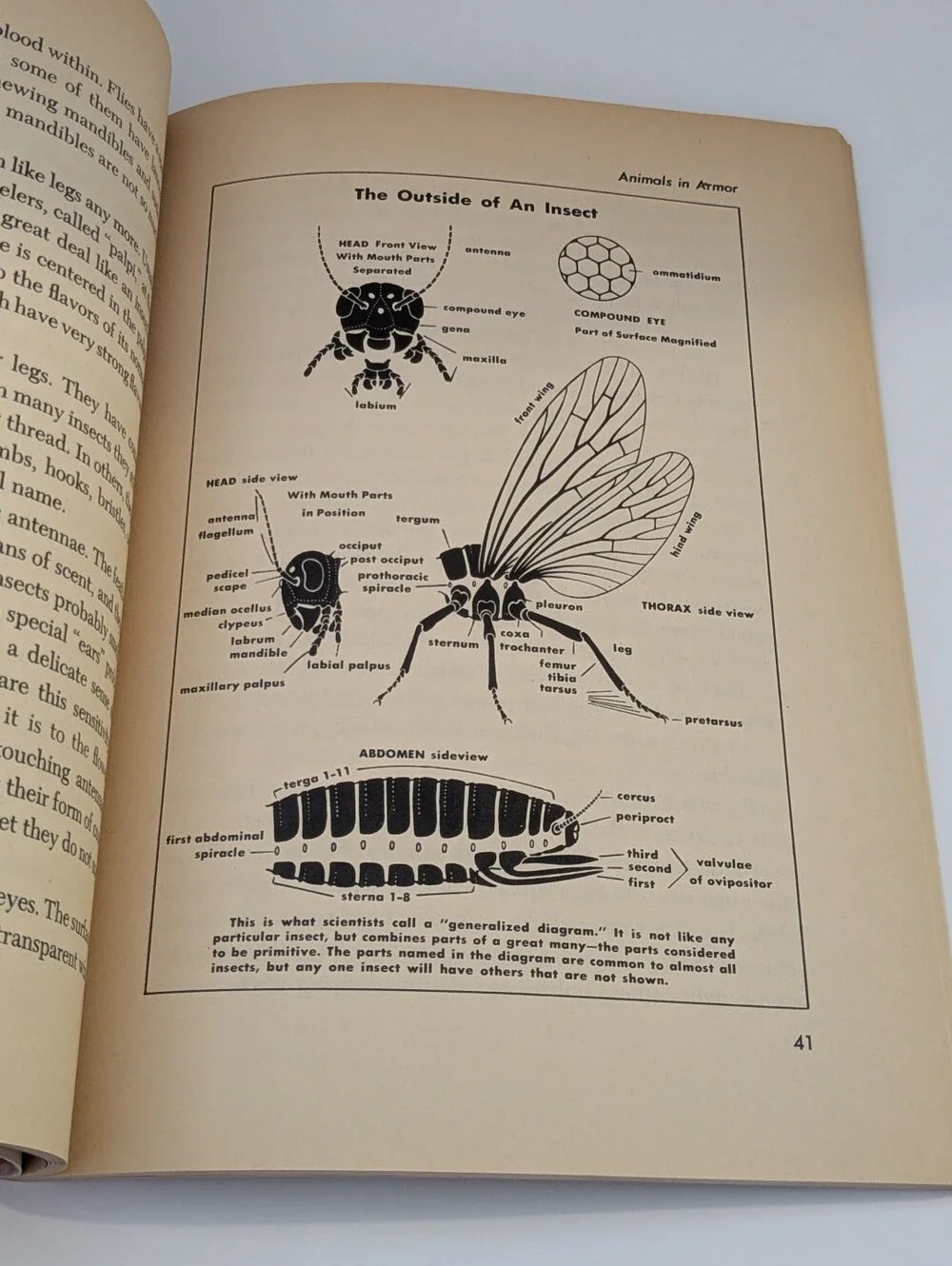 Question and Answer Adventures - Insects *A Vintage Golden Book*